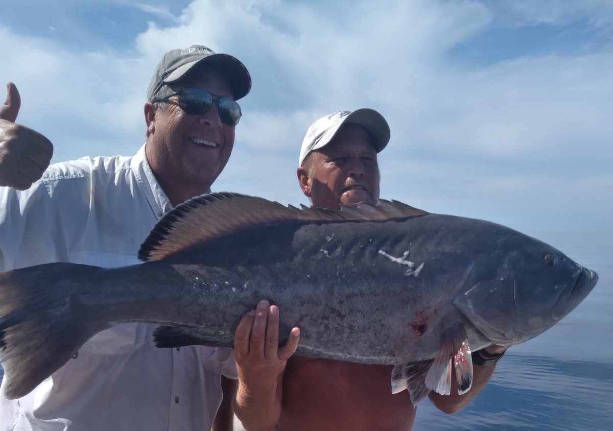 Gulf Assassin tweet media