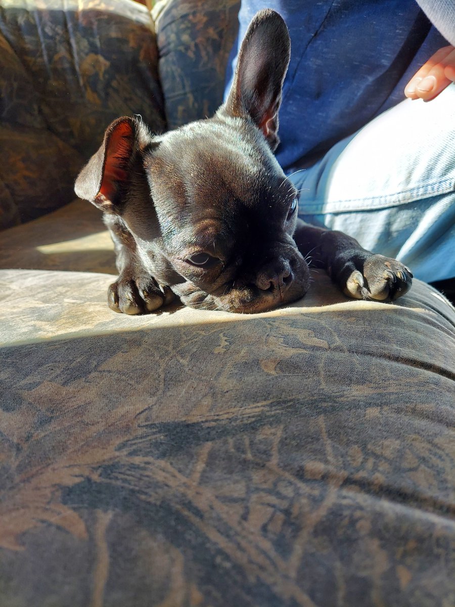 2centscrap's tweet photo. Oliver after we got back from camping. He was a tired boy lol. Can't believe he will be 7mos already on the 14th! #Oliver #Frenchton #SleepyGuy https://t.co/cz2vwTgTMN