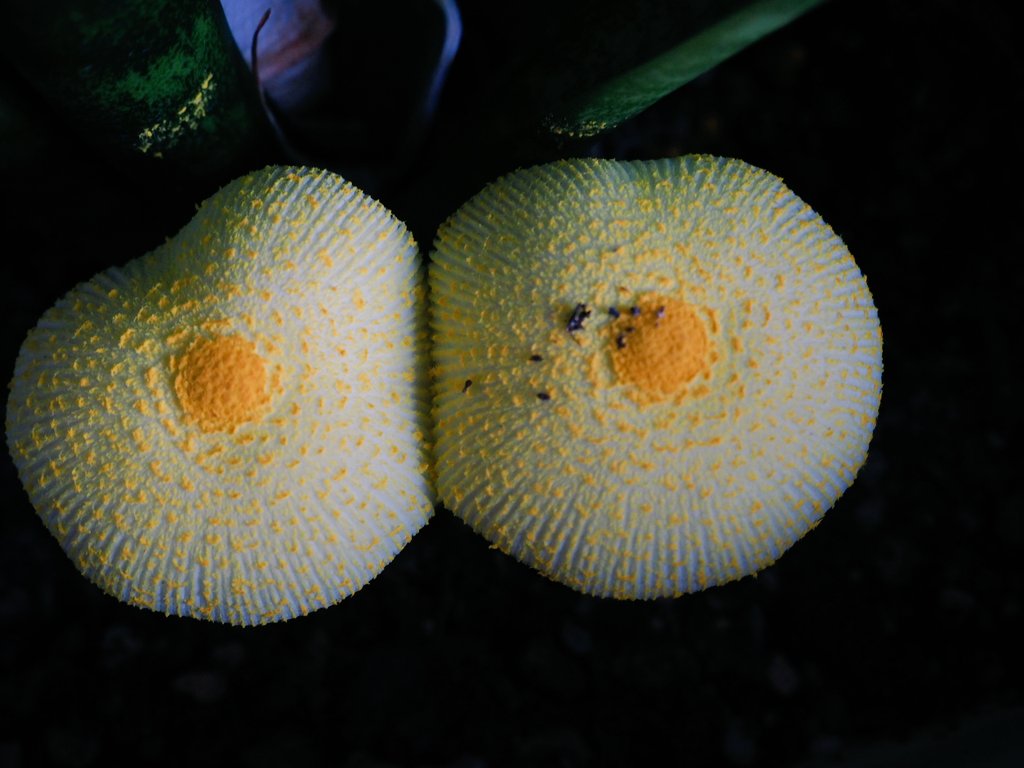 びわの花 きのこ 孫たちが騒いでた 玄関のサンスベリアの鉢に黄色いきのこ 触るな 触るなよ 夫は毒きのこじゃないかと心配して ちゃんと調べたよ コガネキヌカラカサタケ 幸運の黄色いきのこ 花言葉は幸せを得る びっくりね 嬉しいね 孫