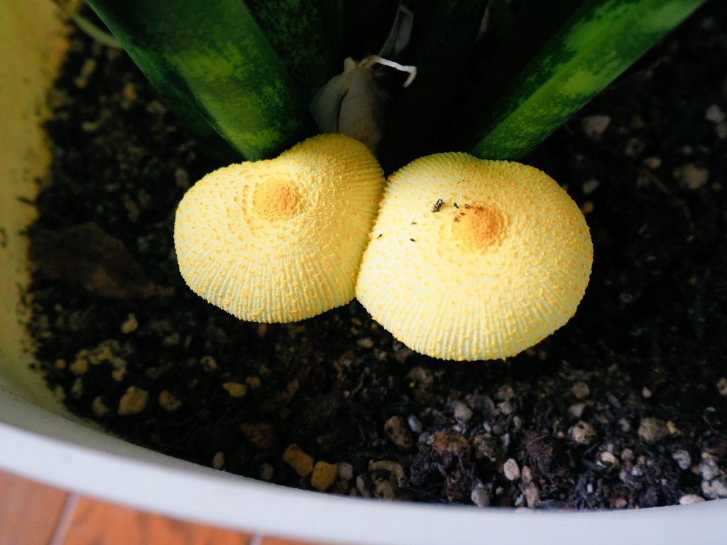 コガネキヌカラカサタケ Twitter Search Twitter