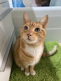 NYCDEATHROWCATS's tweet photo. Leo is a very handsome ginger boy. He is about 7 years old and already neutered. Leo was brought to the shelter by friends of his owner due to owner's medical issues. Leo is upset to say the least, and will need a new furever home. Come meet Leo https://t.co/oSj3keCkQn https://t.co/IwnZzc3xyh