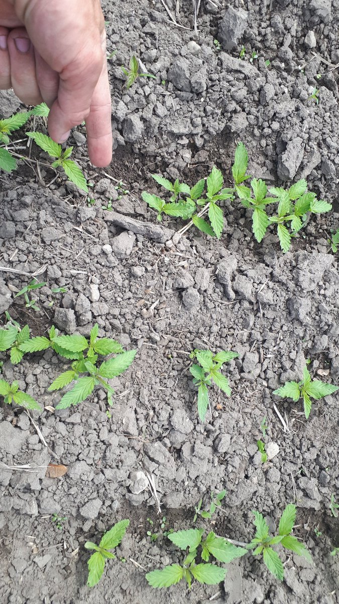 2lb white clover coming in under <a href="/UniSeeds/">UniSeeds Inc</a> Anka hemp, interested to see how this develops through the summer.