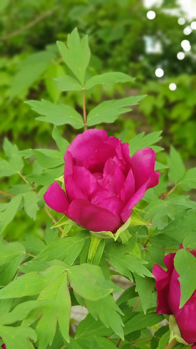 왕이신 나의 하나님이여 내가 주를 높이고 영원히 주의 이름을 송축하리이다 (시145:1)