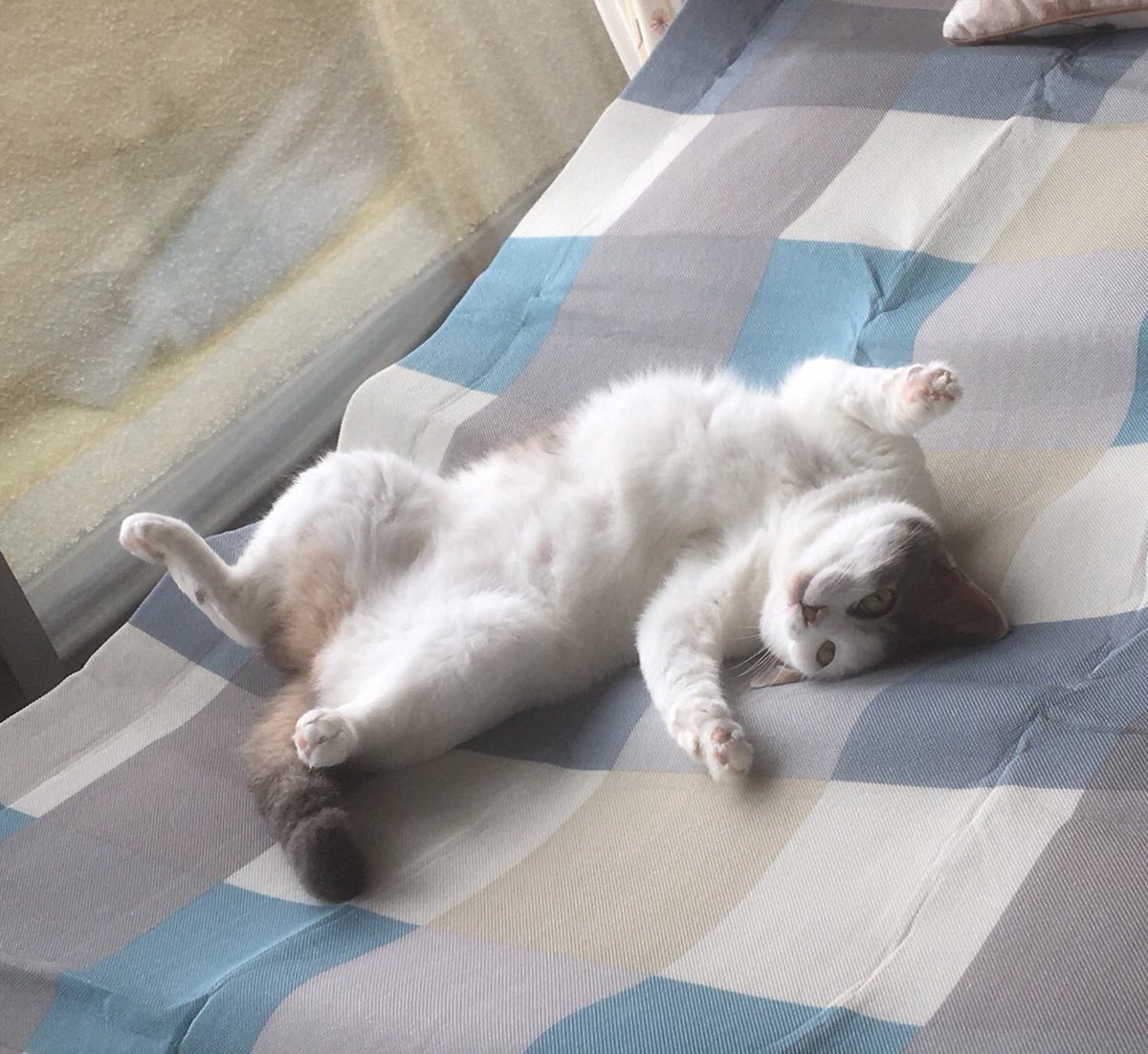 しゅんか tweet media