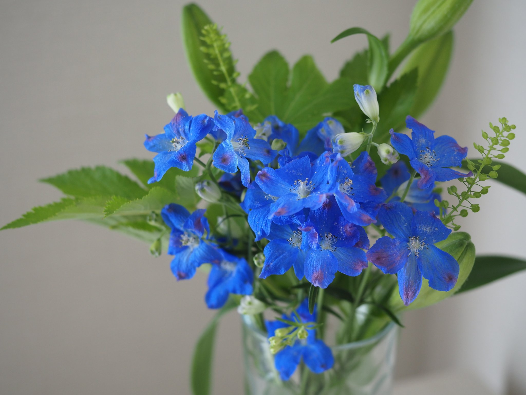 Yayamaru 今週のお花 デルフィニウム 蕾がイルカの形に似ていることからついた名前なんだとか カラーはグランブルー もう長らく行っていないけれど 海に潜っていた頃を思い出す デルフィニウム グランブルー 花のある暮らし お花の定期便