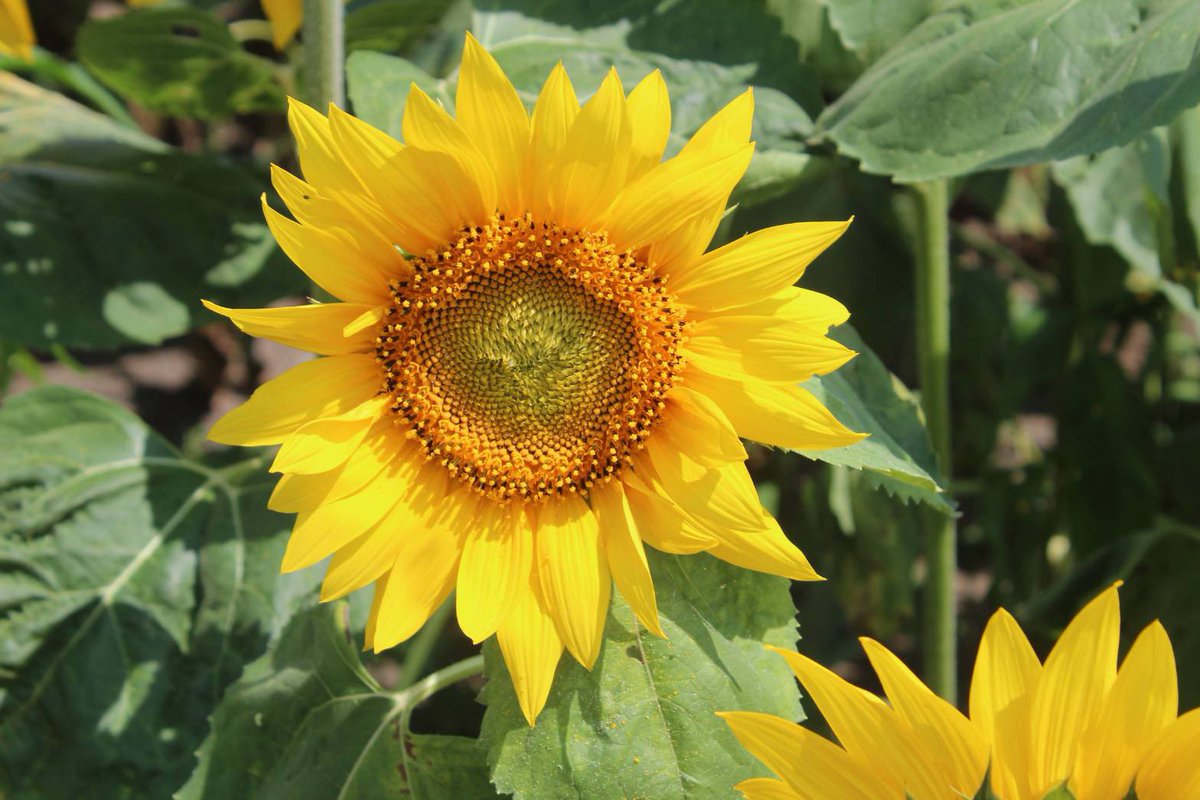 Connectrip おはようございます 網走市の大曲湖畔園地 7月には日本最大級のひまわり畑となります 見渡す限り ひまわり ひまわり ひまわり ひまわり コネクトリップのカヤック体験メニューには 大曲園地へカヤックで向かい 上陸しお花畑散策と野菜収穫が