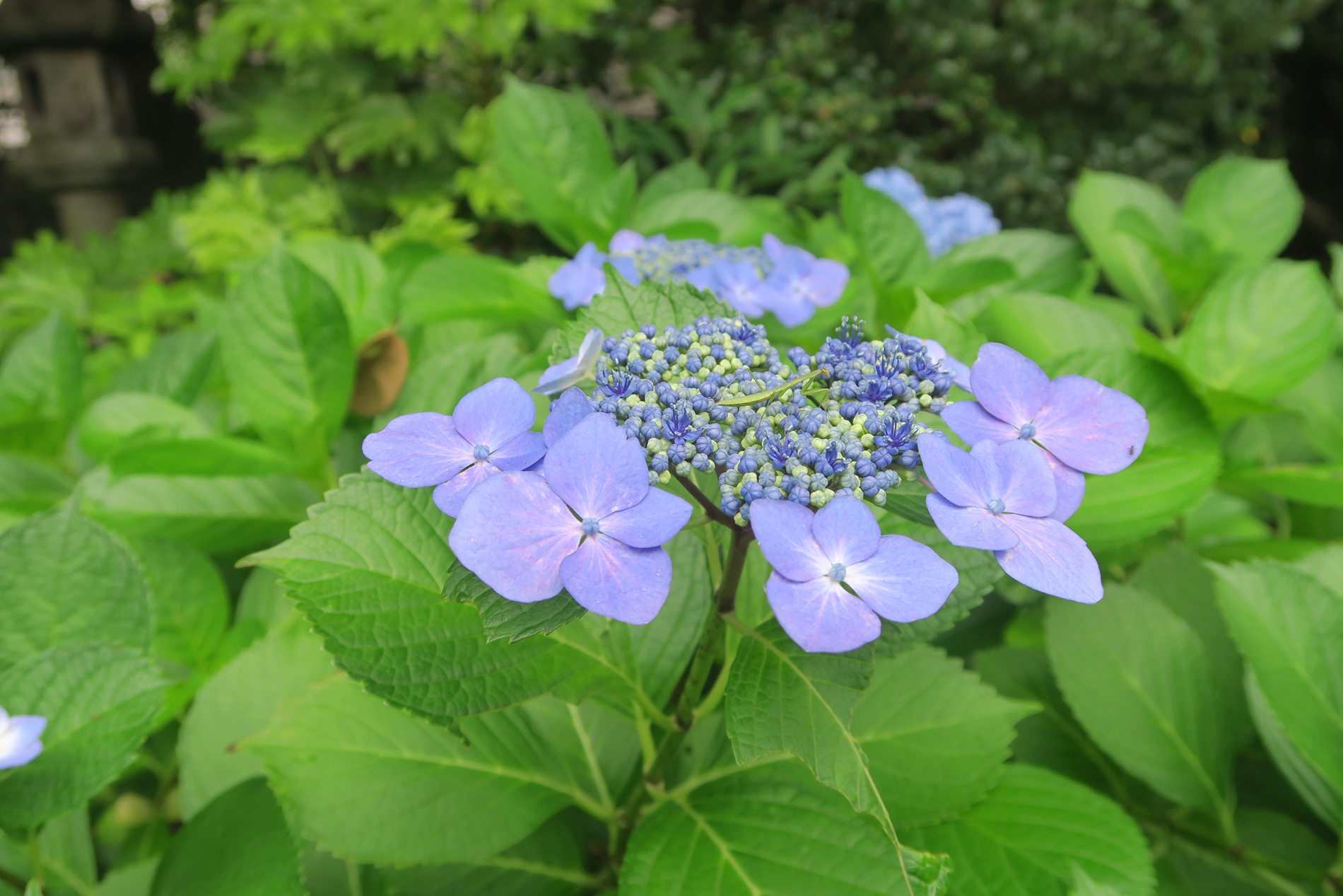 旧古河庭園 ガクアジサイは真ん中が花になっています 周りの花のようなものは花ではなくガクになります 花の方をよく見てみると カマキリの幼虫がいました 擬態うまいね 旧古河庭園 紫陽花 アジサイ 事前予約制で開園中 T Co Gcyq2pibat
