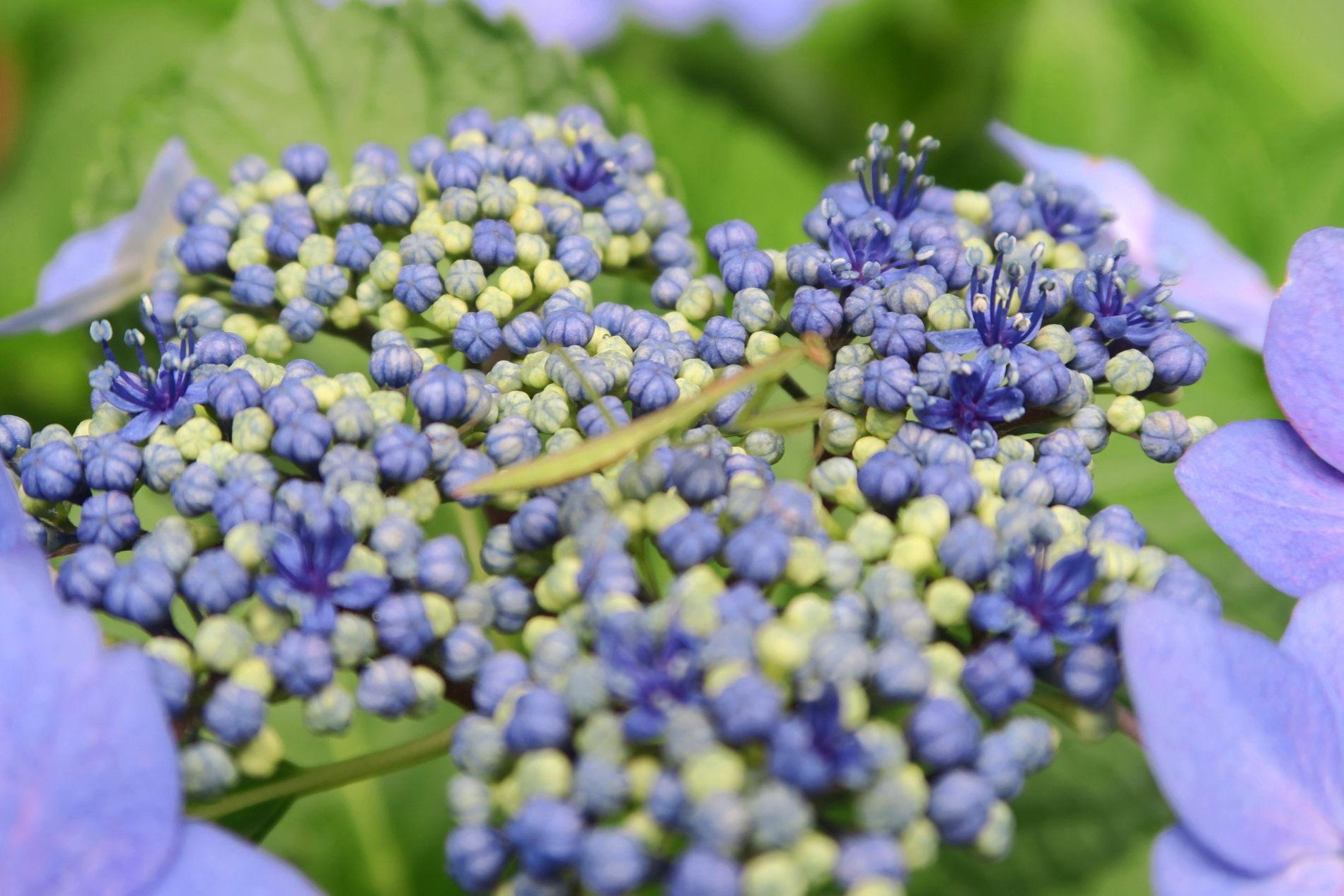 旧古河庭園 ガクアジサイは真ん中が花になっています 周りの花のようなものは花ではなくガクになります 花の方をよく見てみると カマキリの幼虫がいました 擬態うまいね 旧古河庭園 紫陽花 アジサイ 事前予約制で開園中 T Co Gcyq2pibat