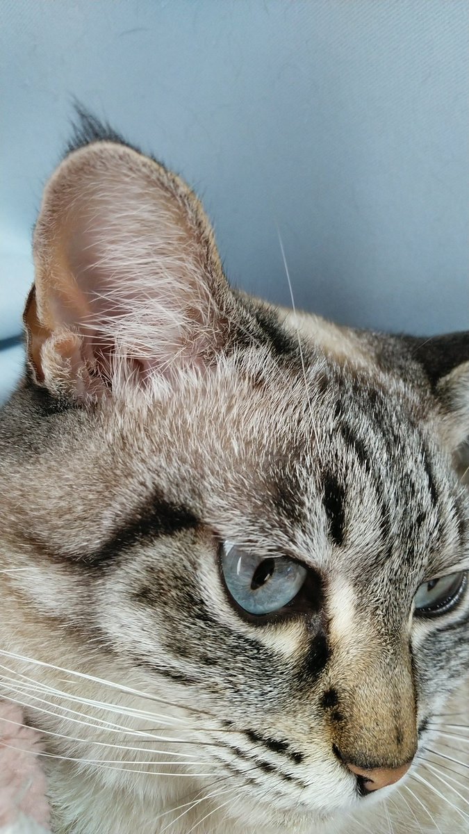 Gain 42 私お耳の房毛好きなんだけど 短いけどこはくにはある テトラには無い こはくはヤマネコの血を濃くひいてるのかな ネコチャンカワイイ 白猫詐欺被害者の会 白猫詐欺 シャムトラ シャムミックス キジトラ Mの一族