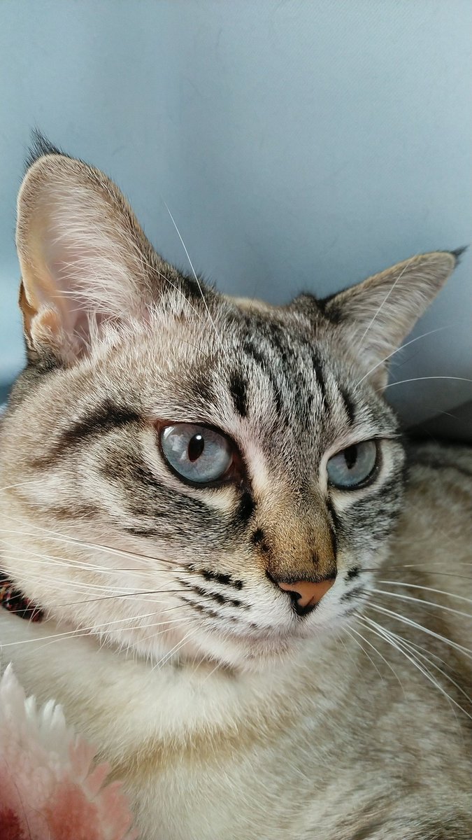 Gain 42 V Twitter 私お耳の房毛好きなんだけど 短いけどこはくにはある テトラには無い こはくはヤマネコの血を濃くひいてるのかな ネコチャンカワイイ 白猫詐欺被害者の会 白猫詐欺 シャムトラ シャムミックス キジトラ Mの一族