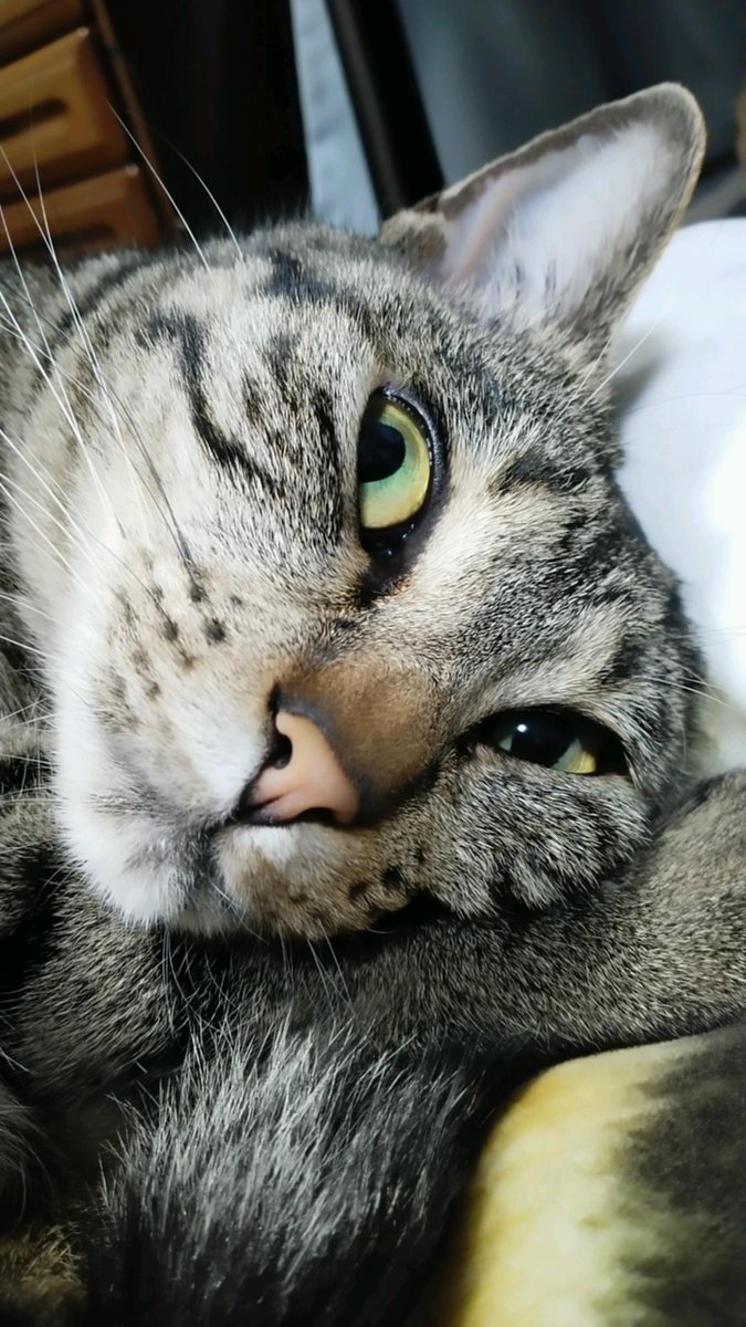 Gain 42 V Twitter 私お耳の房毛好きなんだけど 短いけどこはくにはある テトラには無い こはくはヤマネコの血を濃くひいてるのかな ネコチャンカワイイ 白猫詐欺被害者の会 白猫詐欺 シャムトラ シャムミックス キジトラ Mの一族