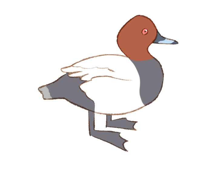 ホシハジロのtwitterイラスト検索結果 古い順