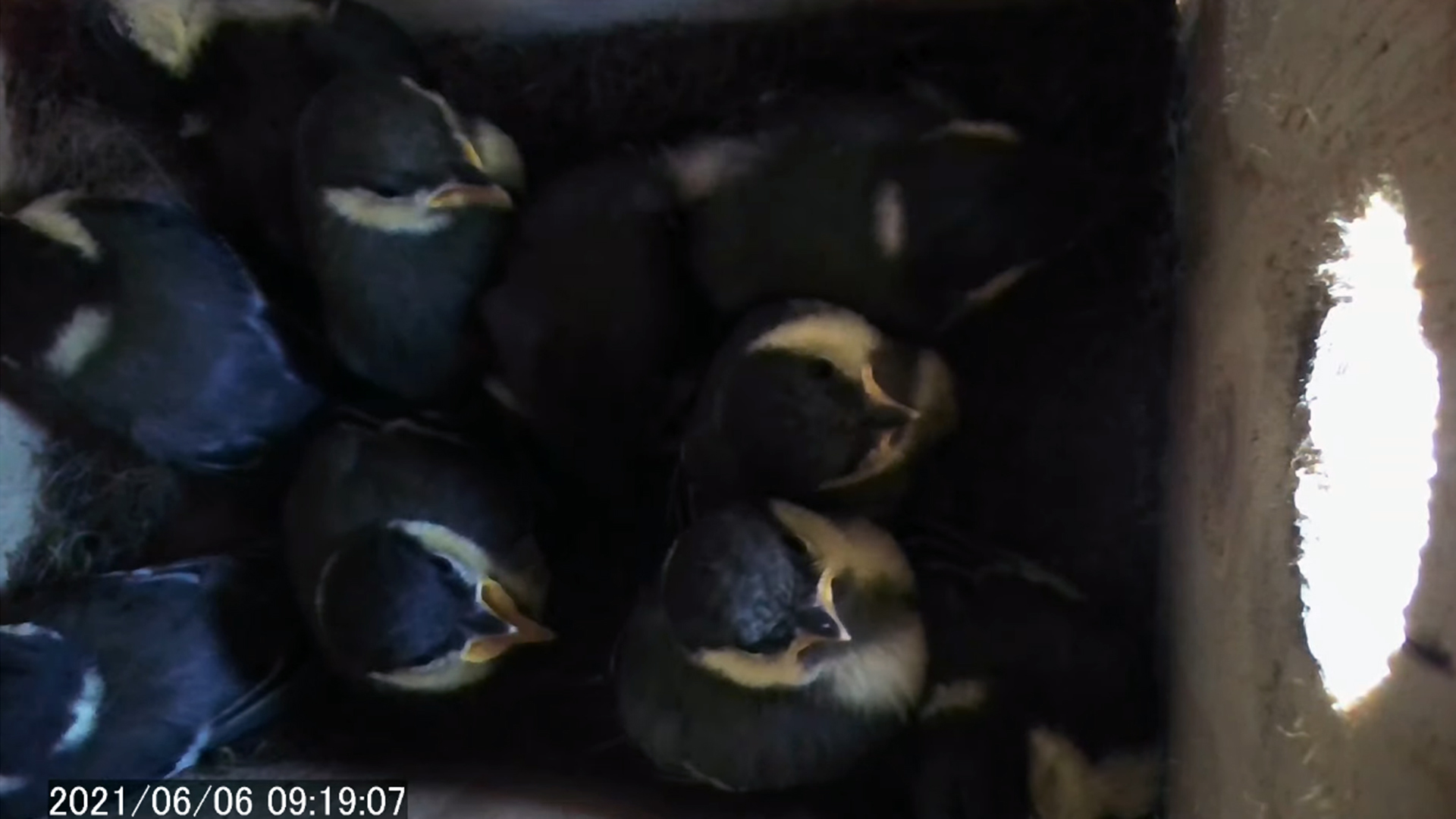 野鳥の巣箱カメラ シジュウカラの巣箱 孵化 17日目 Live 巣箱カメラ 2ch Nest Box Camera 21 06 06 T Co Srtjfrkguk シジュウカラ 巣箱 野鳥観察 T Co 3fdvsqszlp Twitter