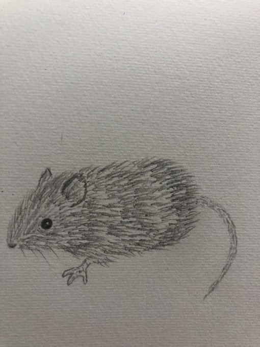 ハツカネズミのtwitterイラスト検索結果 ハツカネズミのtwitterイラスト検索結果