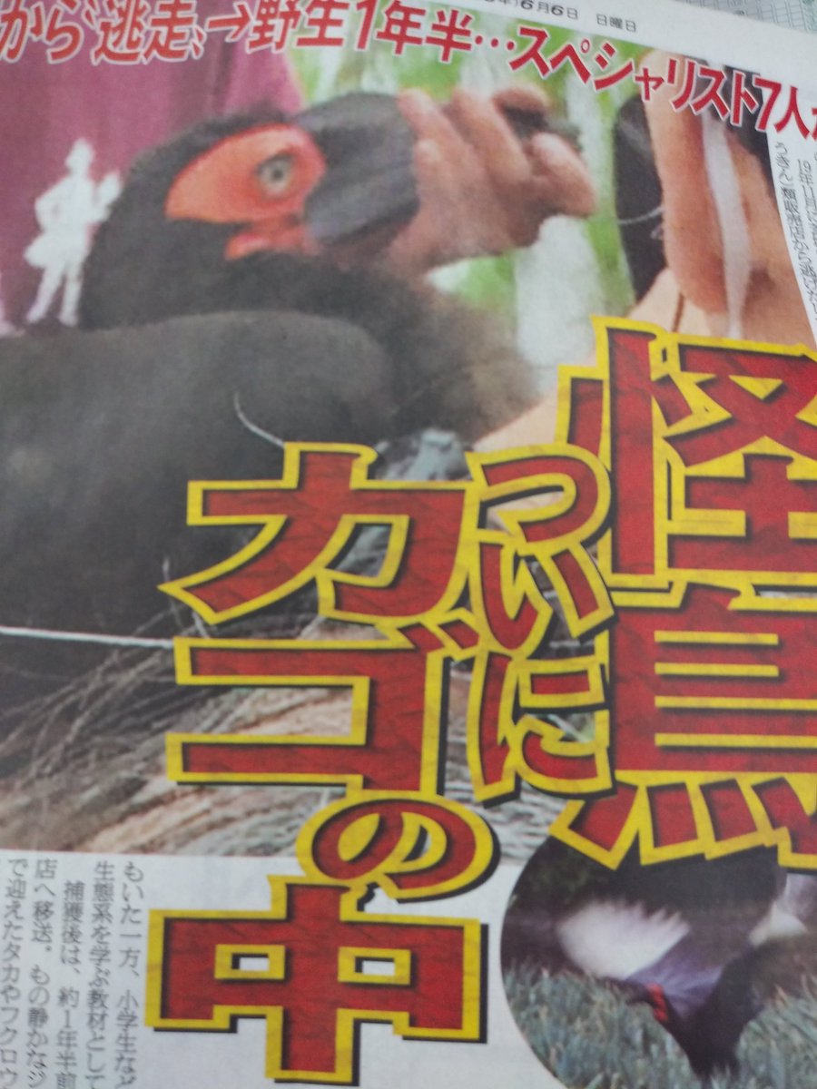 日刊スポーツ東京販売局 ヘビ 鳥 パンダ と動物ネタが多い昨今ですが お馬さん ネタ は今日もたくさん載ってますので 動物好きの皆さんもそうでない方も ぜひニッカン手に取ってお読みください 安田記念 競馬 アミメニシキヘビ シャンシャン
