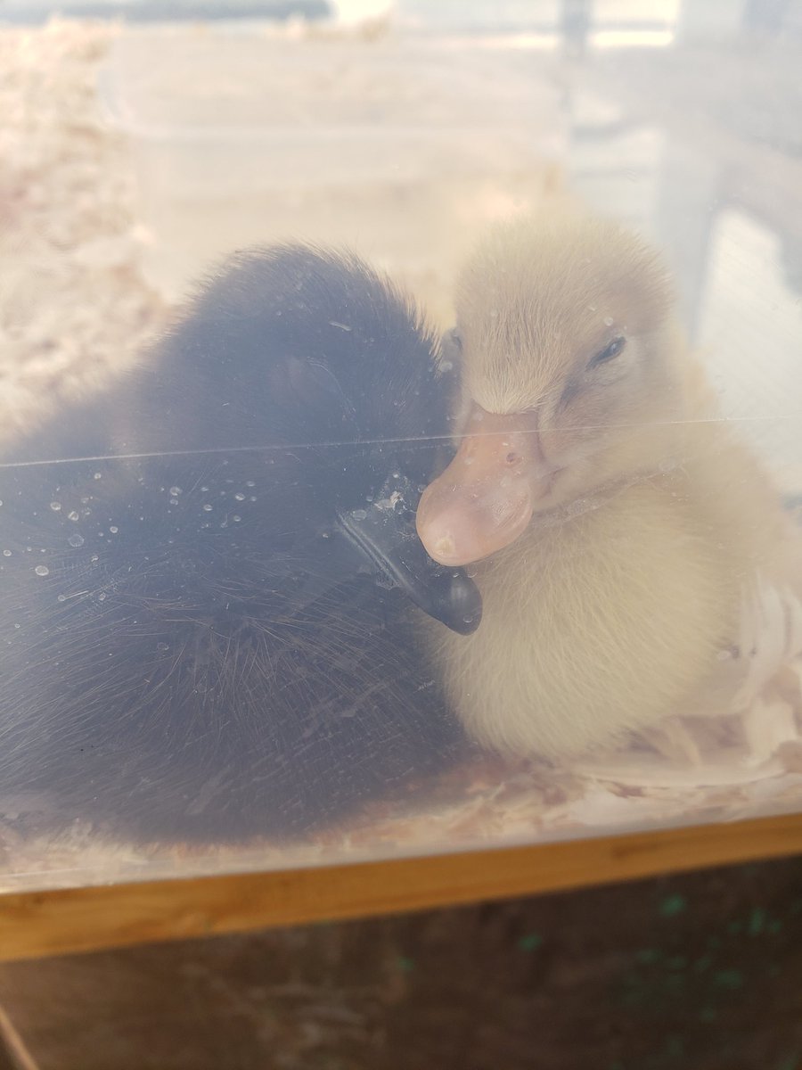 taraethan's tweet photo. @TwoPucketts My newest family members...Wally and Beatrice ❤ https://t.co/GLsLsH48I6