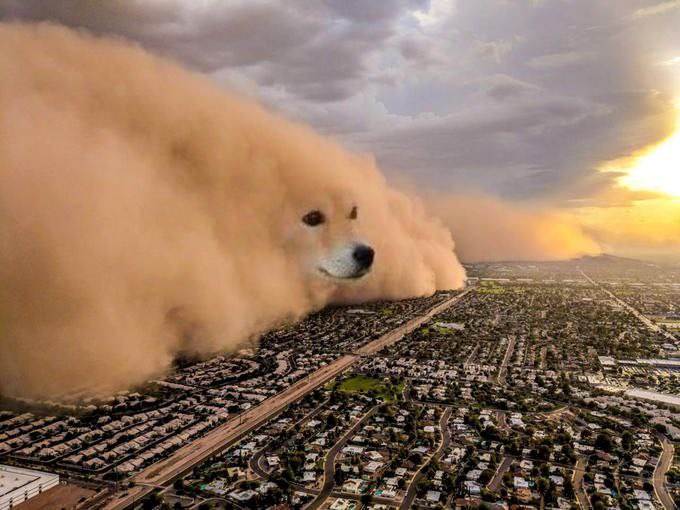 dustismagic's tweet image. We had our first sweep at the DU$T Auctions today with Mr. Doge swooping in and buying every item!!

Good thing he started the auction off by saying he was just there to watch 😆😆

Join us next week for the auctions to bid on low mint and rare NFTs.

#DustIsMagic #MagicDust #NFT
