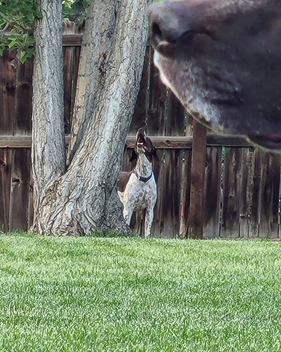 Be_The_Predator's tweet photo. Backyard squirrel hunts.

#be_the_predator #remingtoncomanchestorm #leoprairiestorm #germanshorthairedpointers #badasssquirreldogs #gundogsofinstagram #backyardfun https://t.co/QiJTmBsu8I