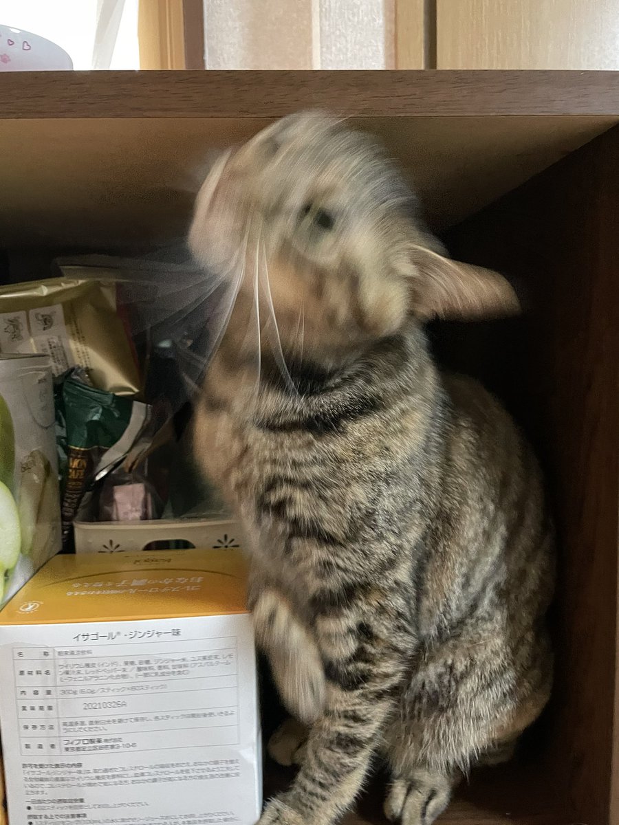 snow_winter31's tweet photo. プロテイン置き場に収まんな

#猫好きさんと繋がりたい
#猫をTLに流しちゃおう
#筋トレ
#プロテイン https://t.co/bv2CUAkiKg