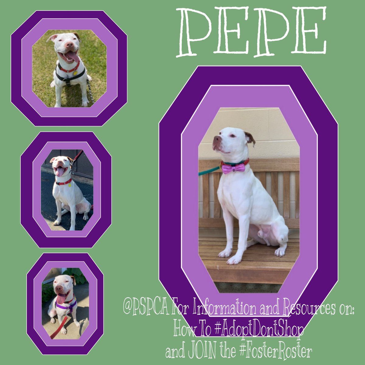 . @markiplier @CrankGameplays #UnusAnnus #HappyPrideMonth Most of you know Pepe by now. He’s had a tough life, and finds other animals and strangers (ie: #ShelterLife) STRESSFUL. Pepe needs to be fostered/adopted URGENTLY. @PSPCA has Pepe’s info. (RT/QT PLEASE) #PepePride #hat201