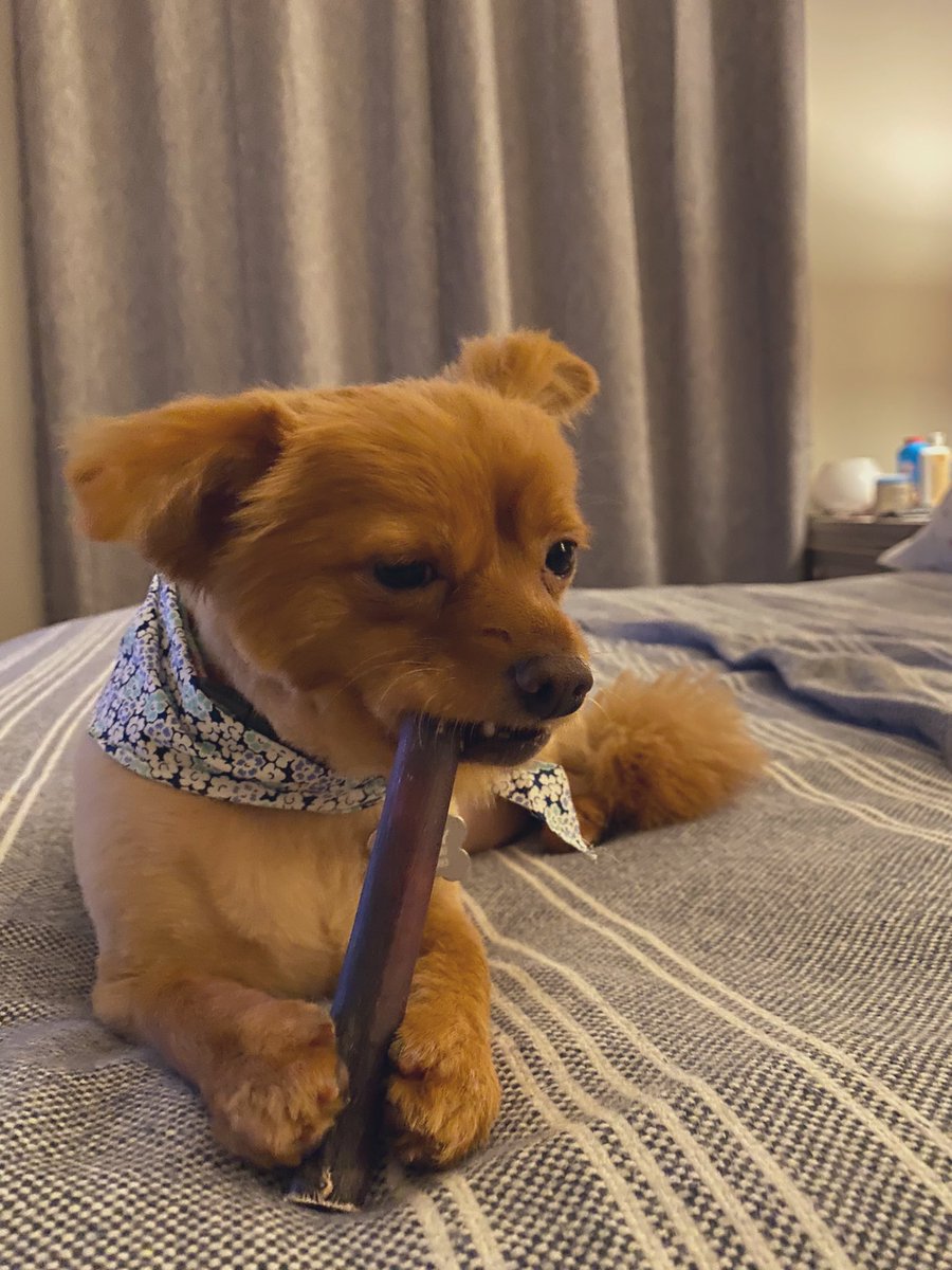 MrsKBowser's tweet photo. My Baby girl Bailey 💛 #pomchi #puppy https://t.co/NFDM43H8R8