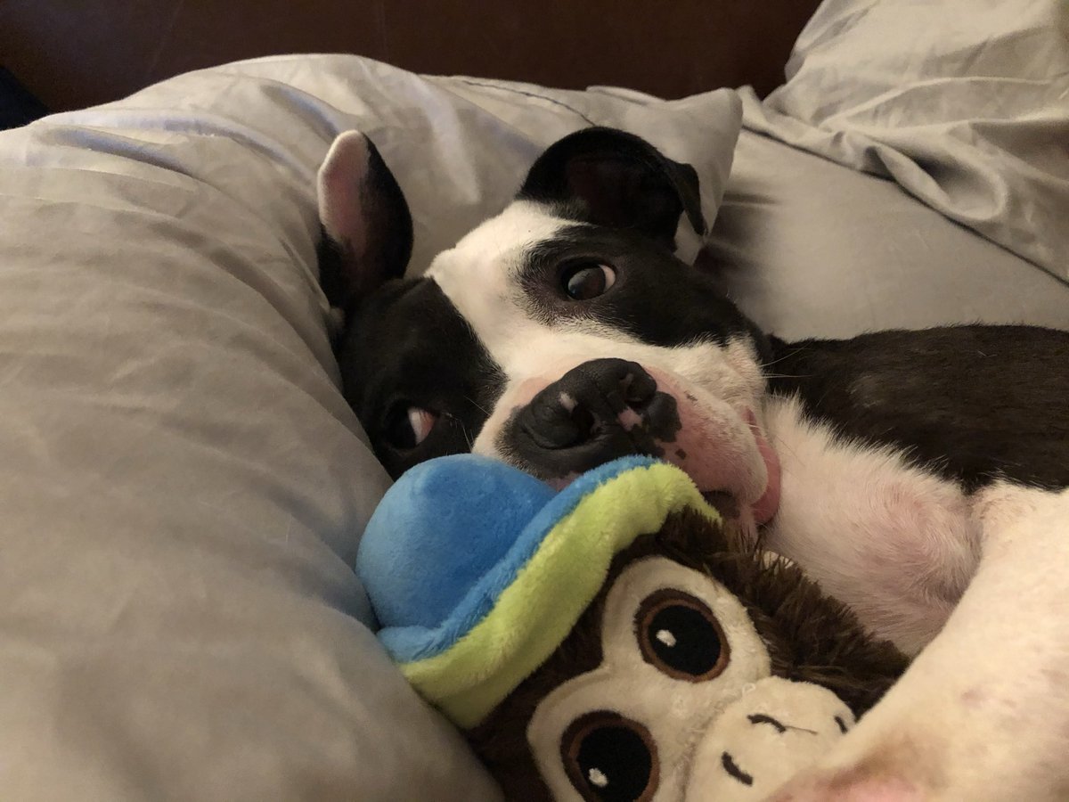 XoeLive's tweet photo. Good night, All! Thank you for being my friends! You make the world nicer! πΎπ #PittieParty #DogsOfTwitter https://t.co/S7nm5MbJsc