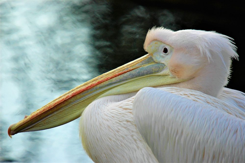 Рыба из клюва пеликана геншин. Клюв пеликана. Кудрявый Пеликан клюв. Розовый Пеликан. Лапы пеликана.