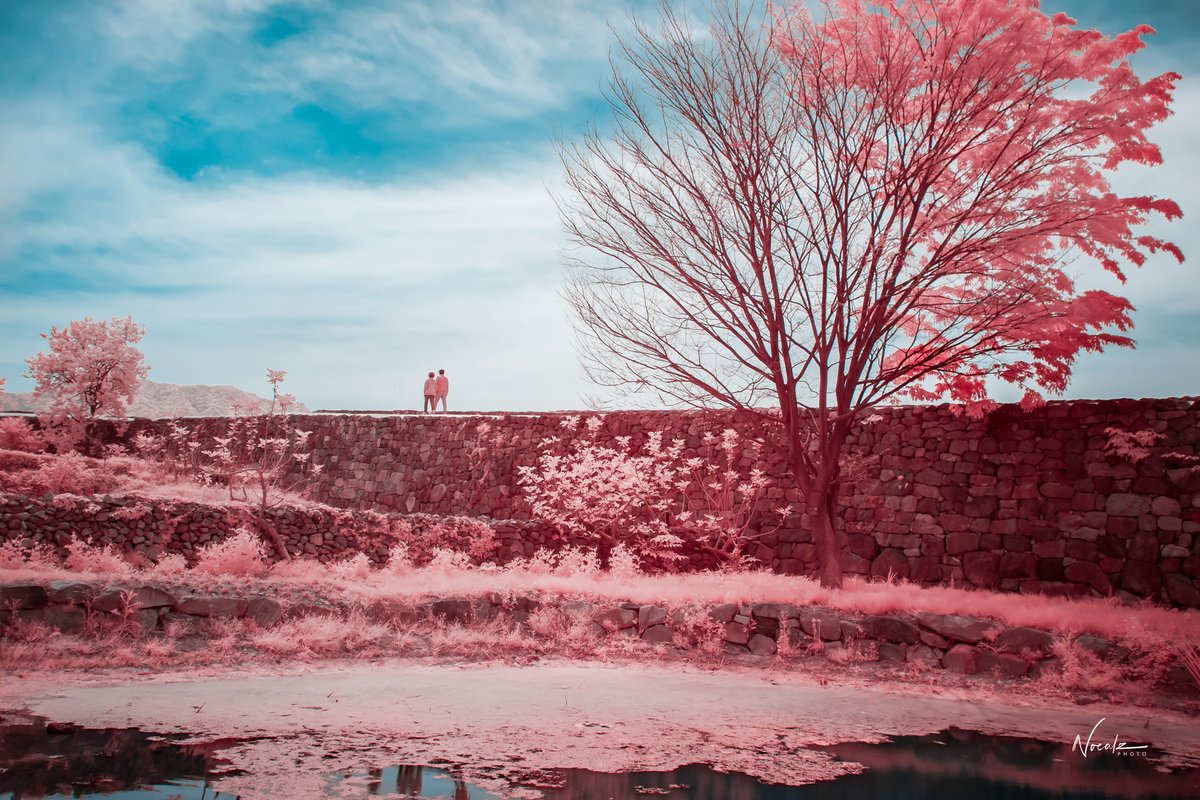 noealz's tweet photo. Infrared world~ https://t.co/WdeWzYyLre