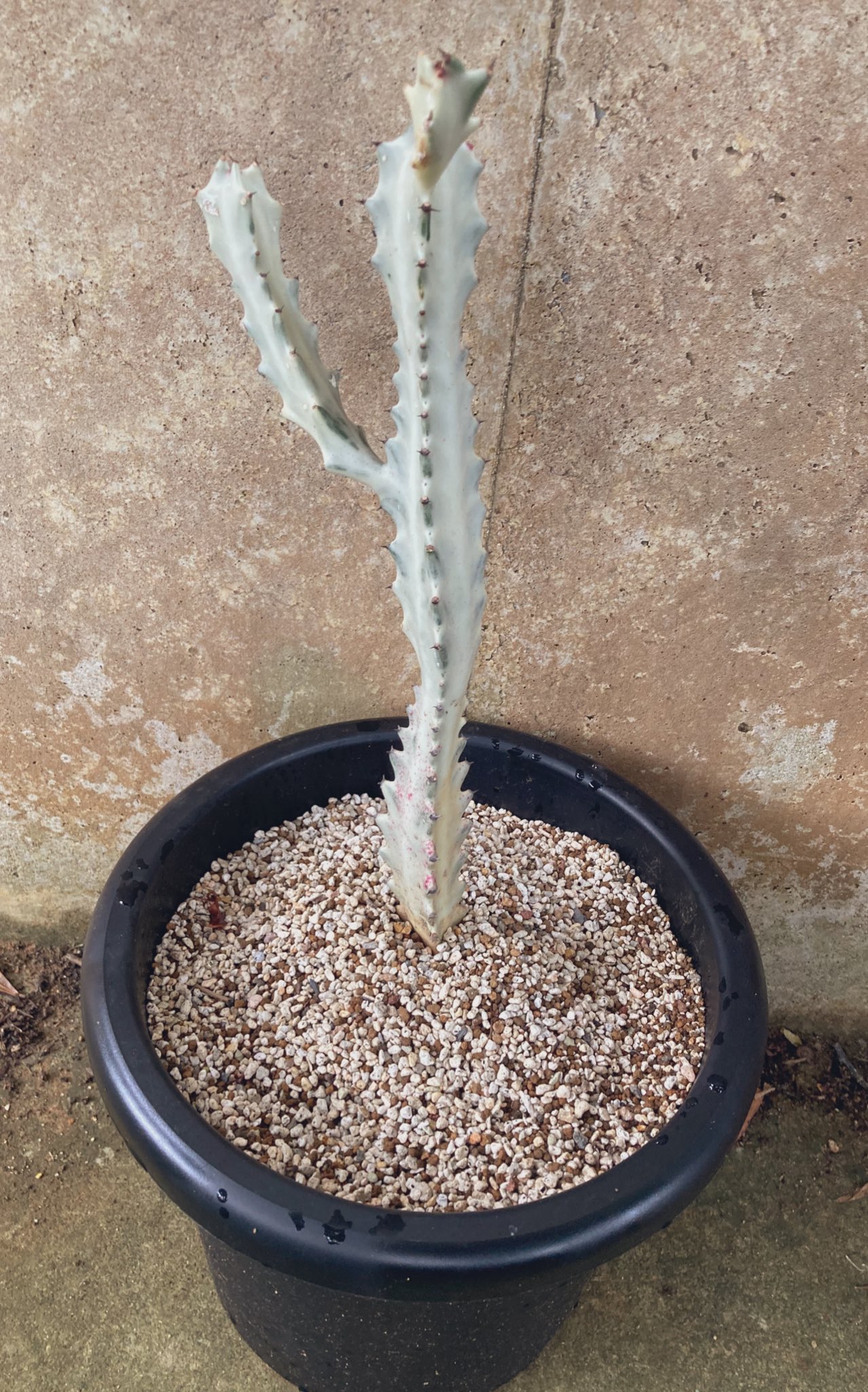 かかおのゆるゆるガーデン 先日購入した白いサボテン ホワイトゴースト 名前も見た目もめちゃくちゃオシャレ 植物 観葉植物 サボテン ホワイトゴースト