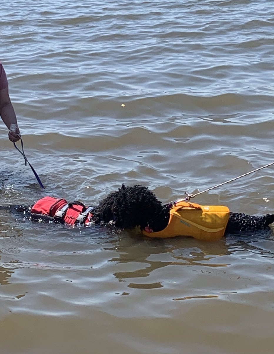thepwds's tweet photo. I had lots of fun learning to swim today, and get on and off boats, just like my ancestors did with the Portuguese fishermen in the Atlantic.
Okay, I did it in the Chesapeake Bay, but it totally counts. 💥with @NitaGhei 
#PWD #Waterfun #purebreddogs #workingdogs #DogsofTwittter https://t.co/zpo9WeXuAv