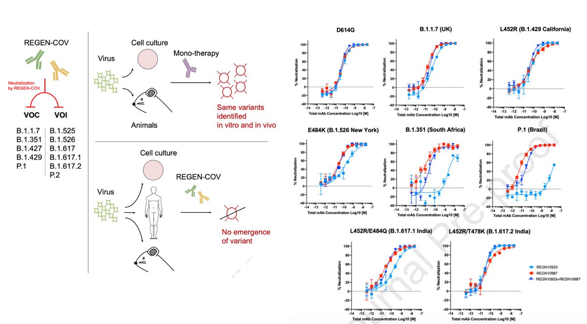 Not only do we have vaccines that can prevent covid infections from all variants, but we also have monoclonal  antibodies that can protect vs/treat all of the variants that have emerged to date cell.com/cell/fulltext/… New <a href="/CellCellPress/">Cell</a>