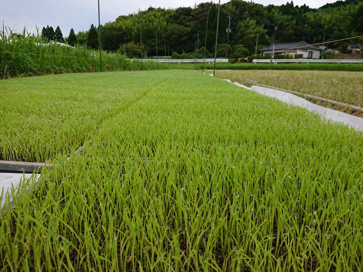 mizotti200826's tweet photo. 梅雨の合間の種まき🌾
先週蒔いた分はきれいに芽が出揃いました😆
今年も美味しいお米が食べられるように頑張ります!
#マグマシティ #magmacity #playかごしま #kagoshimafan #鹿児島市 #kagoshimacity #米作り #こめだん https://t.co/eiWgFOev7K