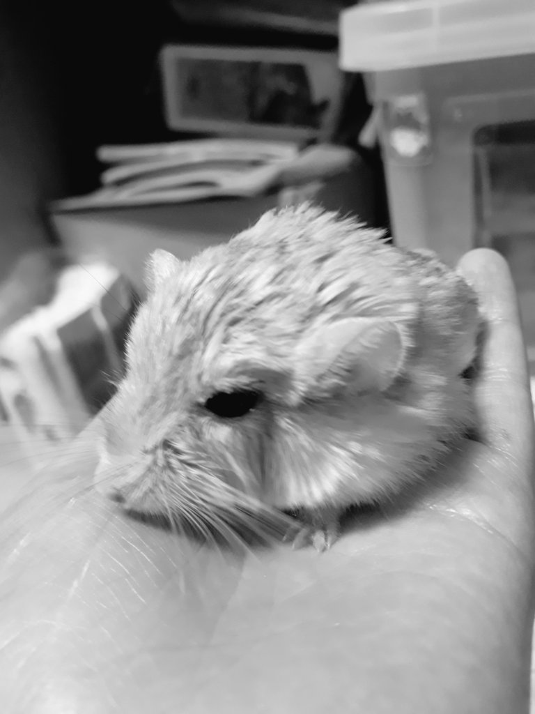 어제부터 기운이 없더니 아침에 일어나니까 해씨별에 가 있는 홍시...행복해야해 쥐.....