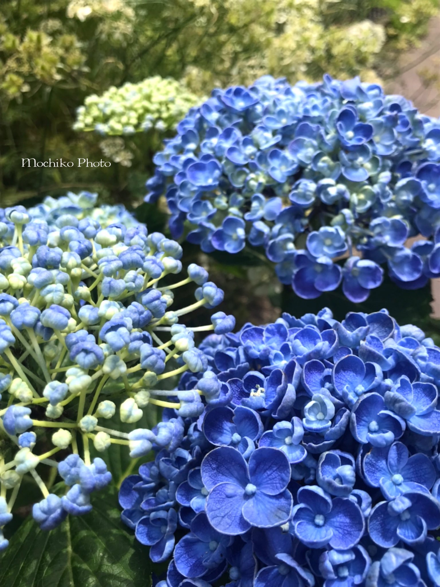 紫陽花のおまじない Twitter Search Twitter