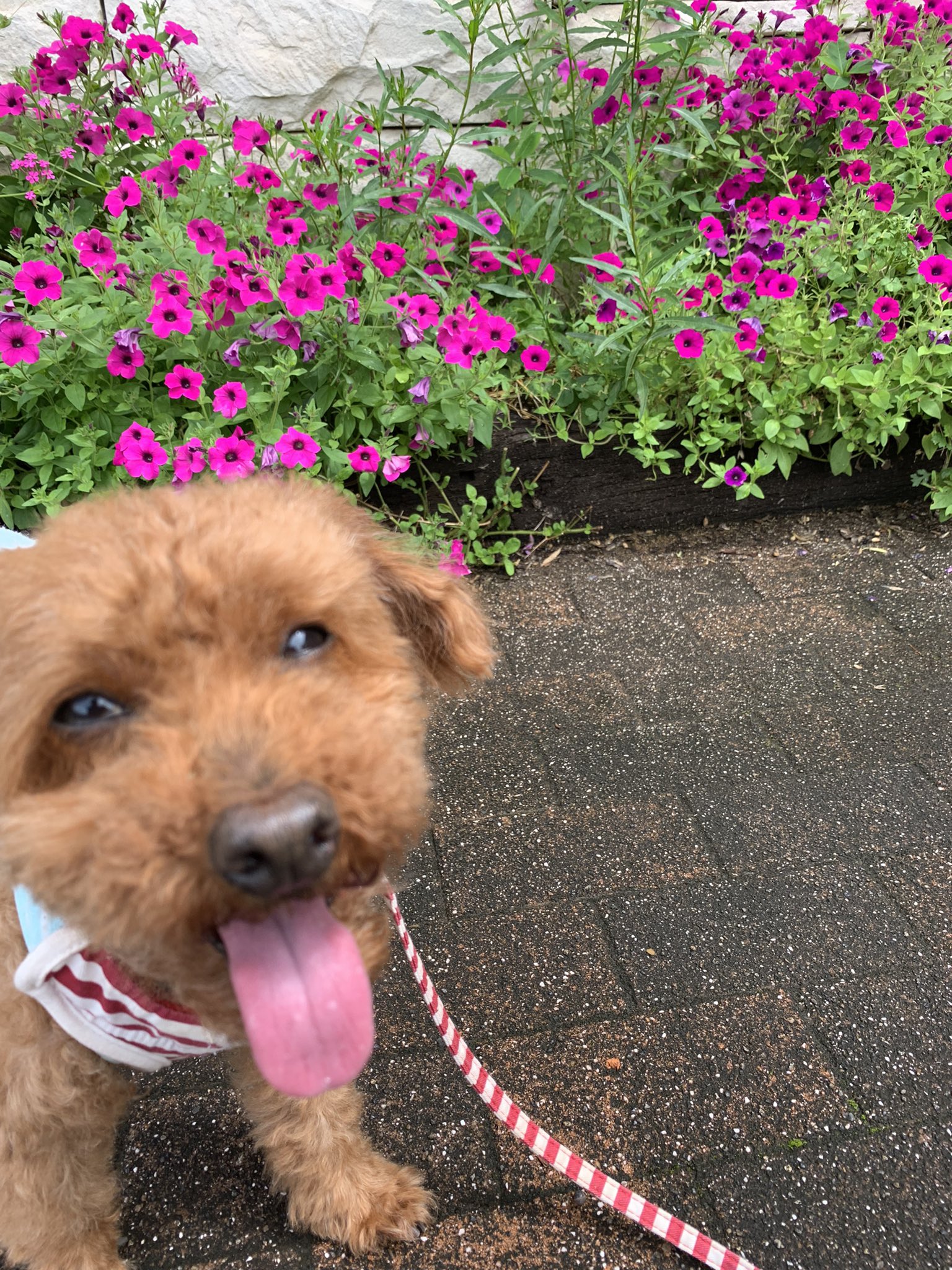 舌出し犬 Twitter Search Twitter