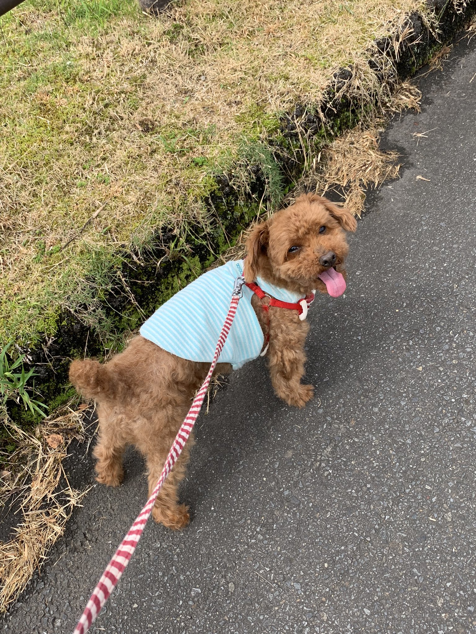 舌出し犬 Twitter Search Twitter