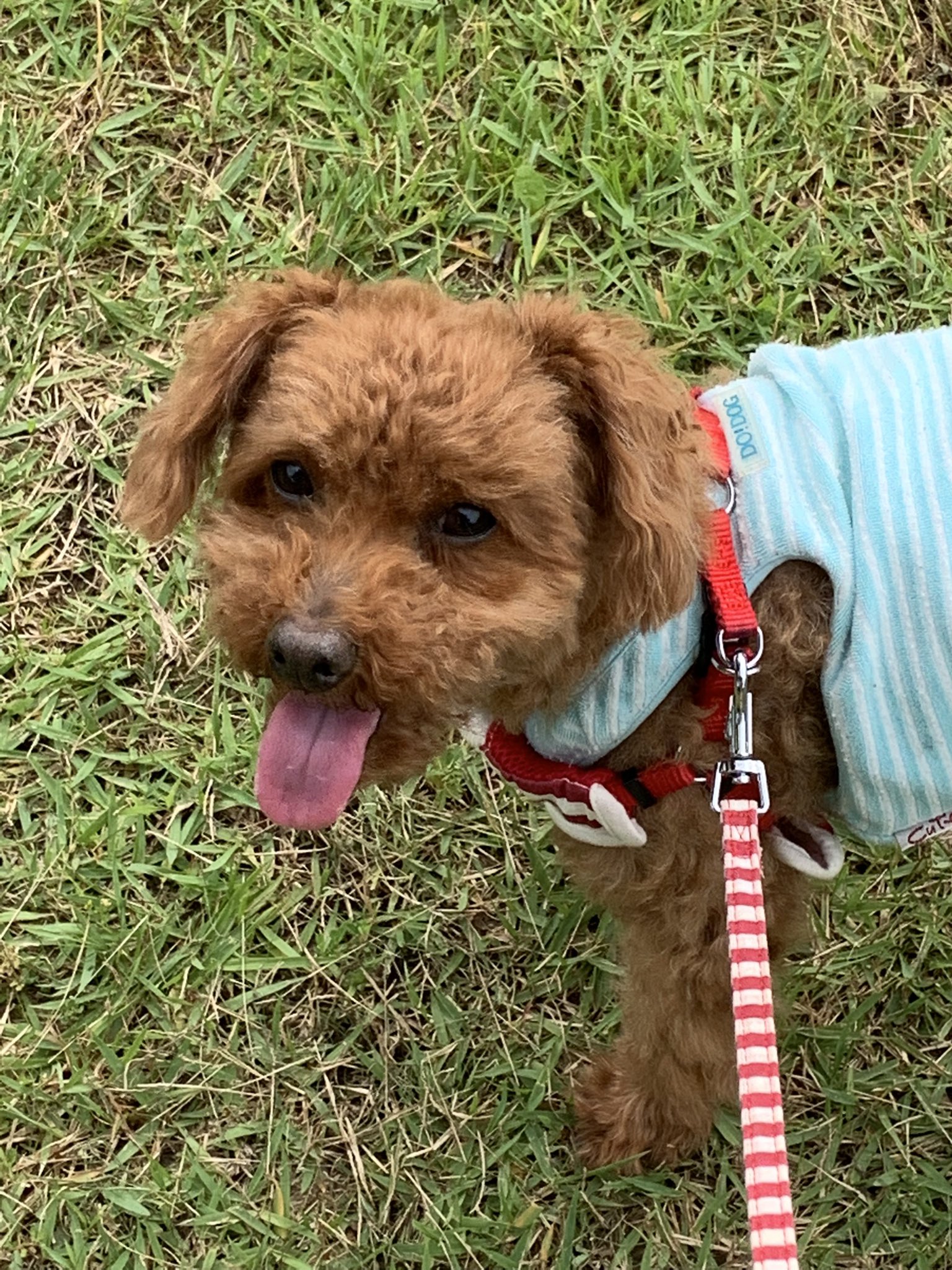 舌出し犬 Twitter Search Twitter