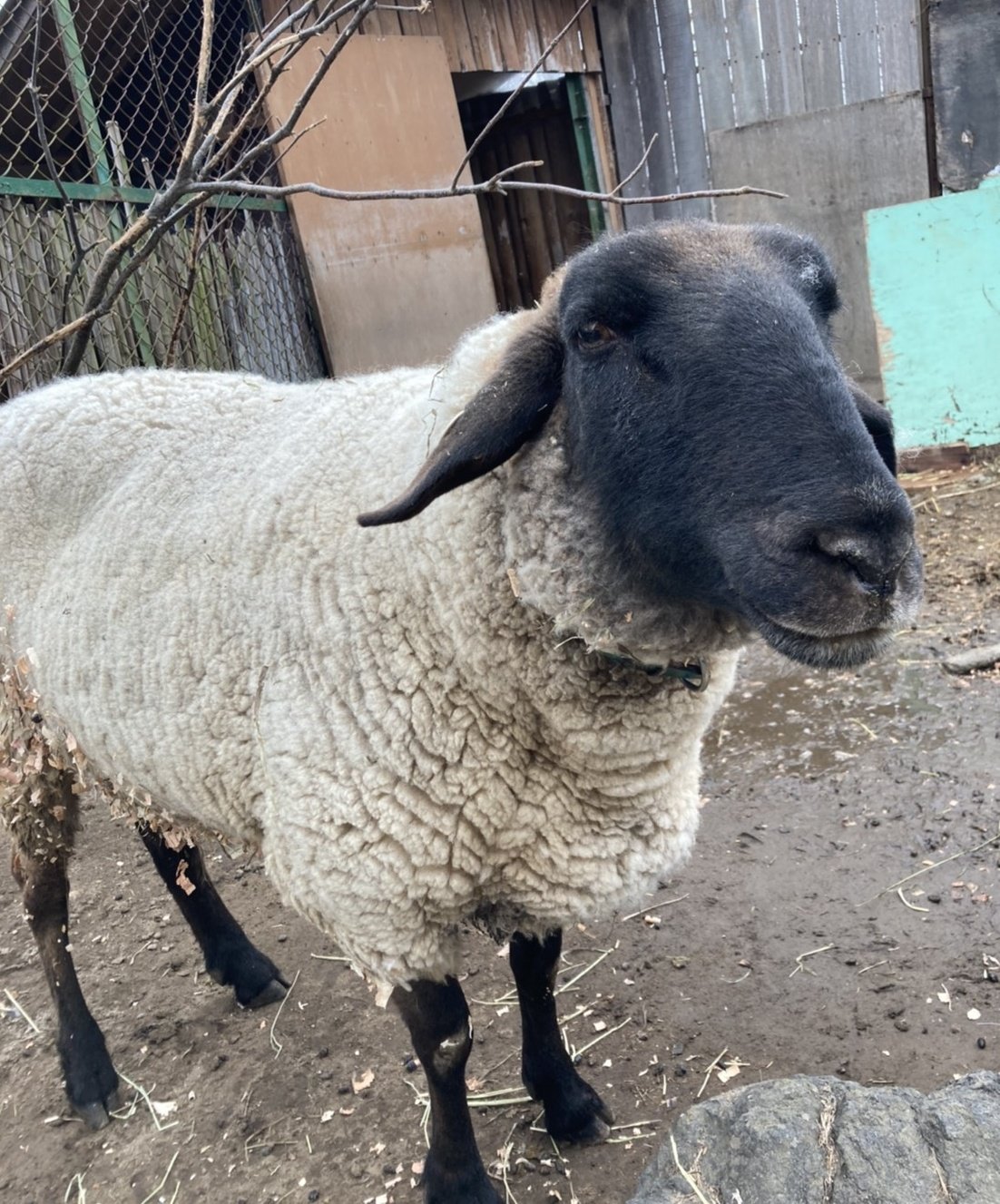 تويتر 小諸市動物園 公式 على تويتر 本日 6月6日は ヒツジの日 ヒツジは野生のムフロンから家畜化された動物で 毛用や肉用など1000品種以上います 小諸市動物園のヒツジ るぅくん は サフォーク種 という品種で 特徴は黒い顔と足 大人気