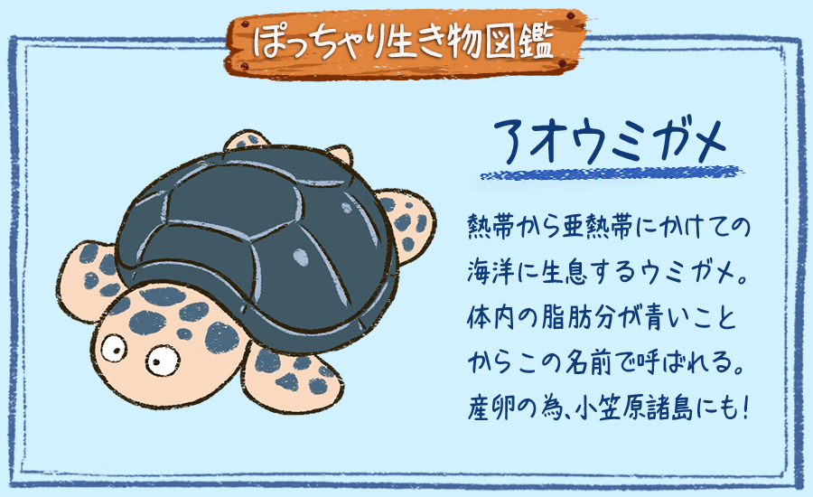 ぽっちゃり昆虫図鑑 略してぽちゃこん Pochakon0093 Twitter