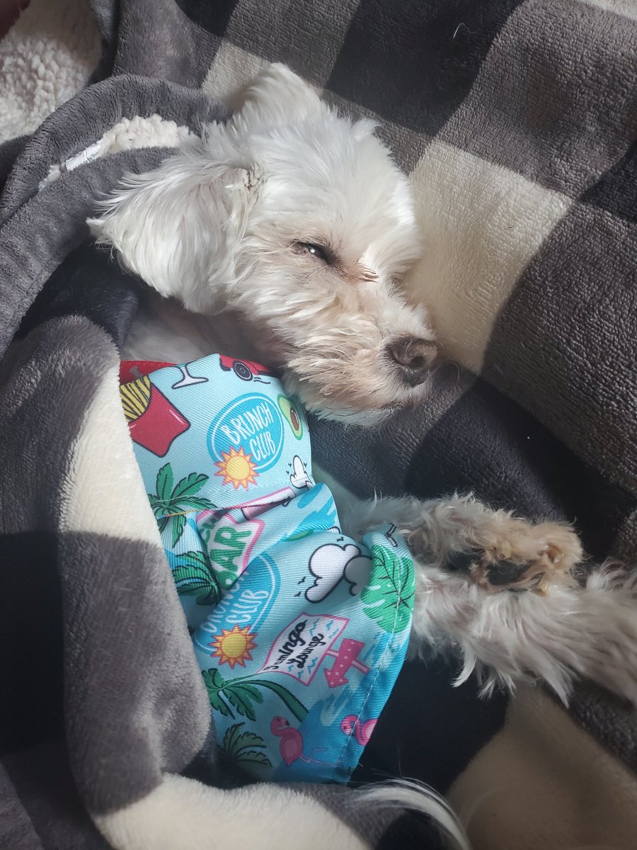 A lot of tests, shots,and fluids today at the Dr.They love and cuddle me so it was worth it. I'll be seeing nearly every week now. More loving ❤