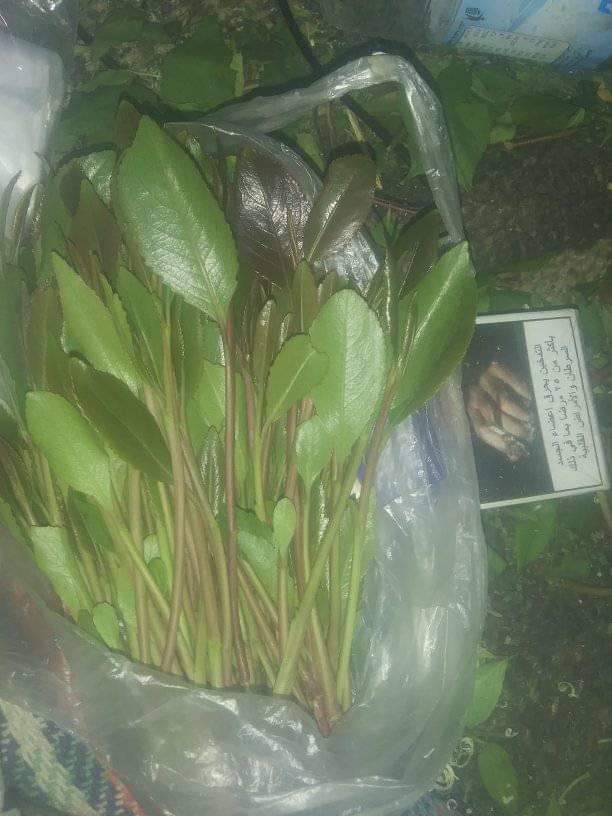 من قات أرحبي عال العال