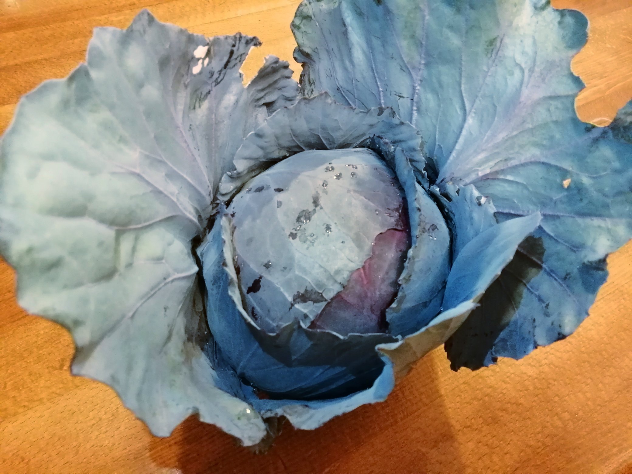 鈴っぴ 西東京市 お買物 情報 珍しい 赤キャベツ 販売開始 野菜の浜野 芝久保町 直売所に伺ったらちょうど収穫が始まるところで 目の前でザクザクッと根元を切った採れたてを1個いただきました 赤キャベツは一般的なキャベツより小さいですが 重