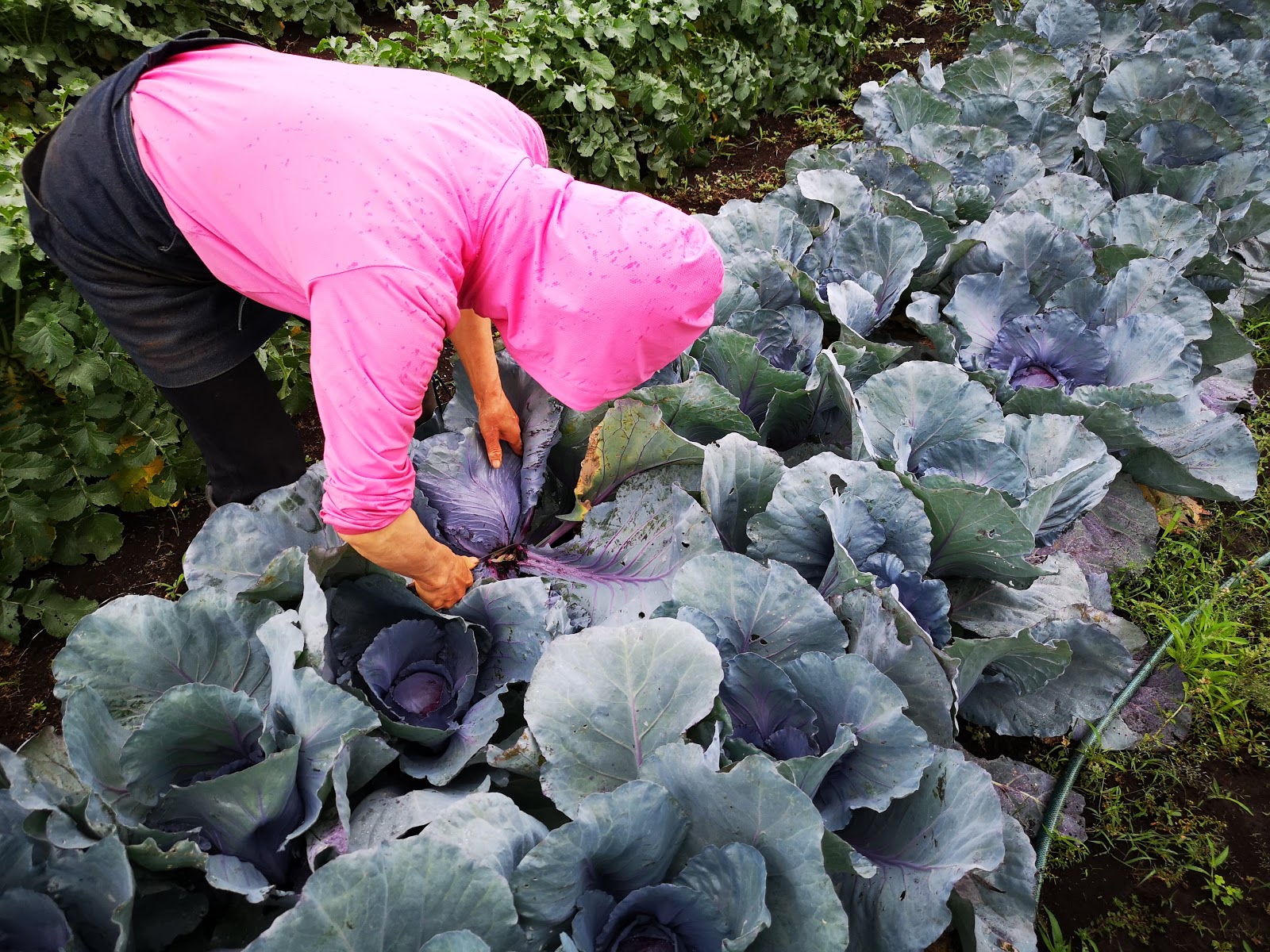 鈴っぴ 西東京市 お買物 情報 珍しい 赤キャベツ 販売開始 野菜の浜野 芝久保町 直売所に伺ったらちょうど収穫が始まるところで 目の前でザクザクッと根元を切った採れたてを1個いただきました 赤キャベツは一般的なキャベツより小さいですが 重