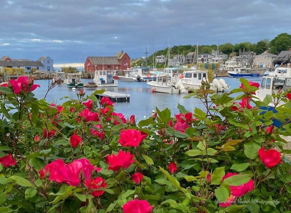 The Motif and roses — what more would you ask for?
