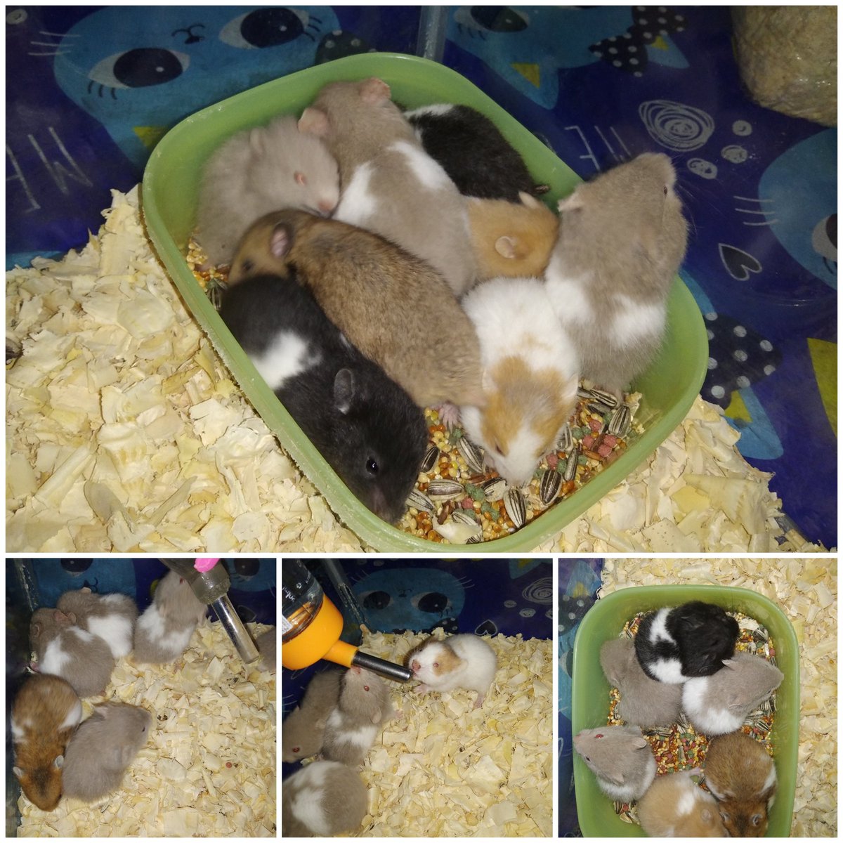 HELP RT? 🙏🙏

Buat yg di dom Jogja, barangkali ada yg mau beli hamster syrianku umur 1 bln ada long hair &amp; short hair, ada 15 ekor. Hamster jinak, sehat, lucu²🤩🥰 bisa COD-an  kalo ga jauh dri rumahku 😗 Yg minat, bisa DM aja yaa 🙌

Minjem hastag ya #zonauang #zonaba #zonabu