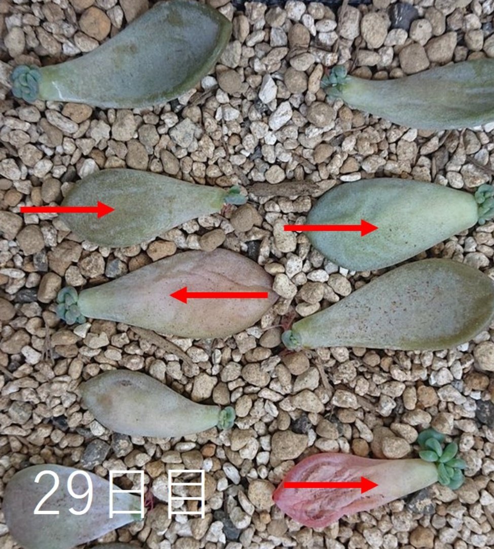 会社員の多肉植物log ブヨブヨに弱った多肉植物の葉は葉挿しに使うとしっかり成長できるのか 一ヶ月間に渡って実験したところ 品種によっては葉挿しを成功できる事が判明 実験内容の詳細を記事に書きました 良かったら見てみてください T Co