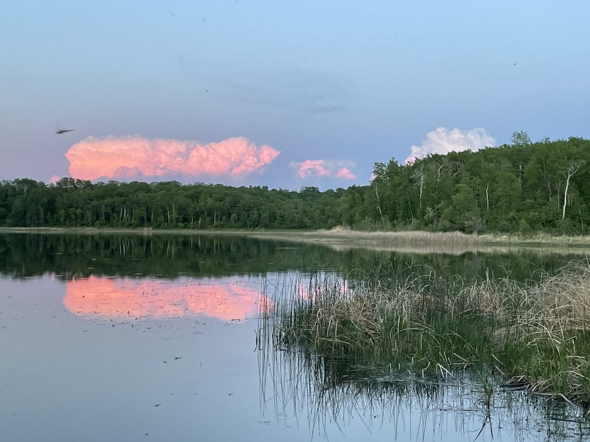 willgoodon's tweet photo. Out in the bush. Super hot today but sitting on the end of the dock on Sharpe Lake now. Dragonflies, ducks and my best buddy. #turtlemountain #Metis #sharpelake https://t.co/PKcV3J0XBM
