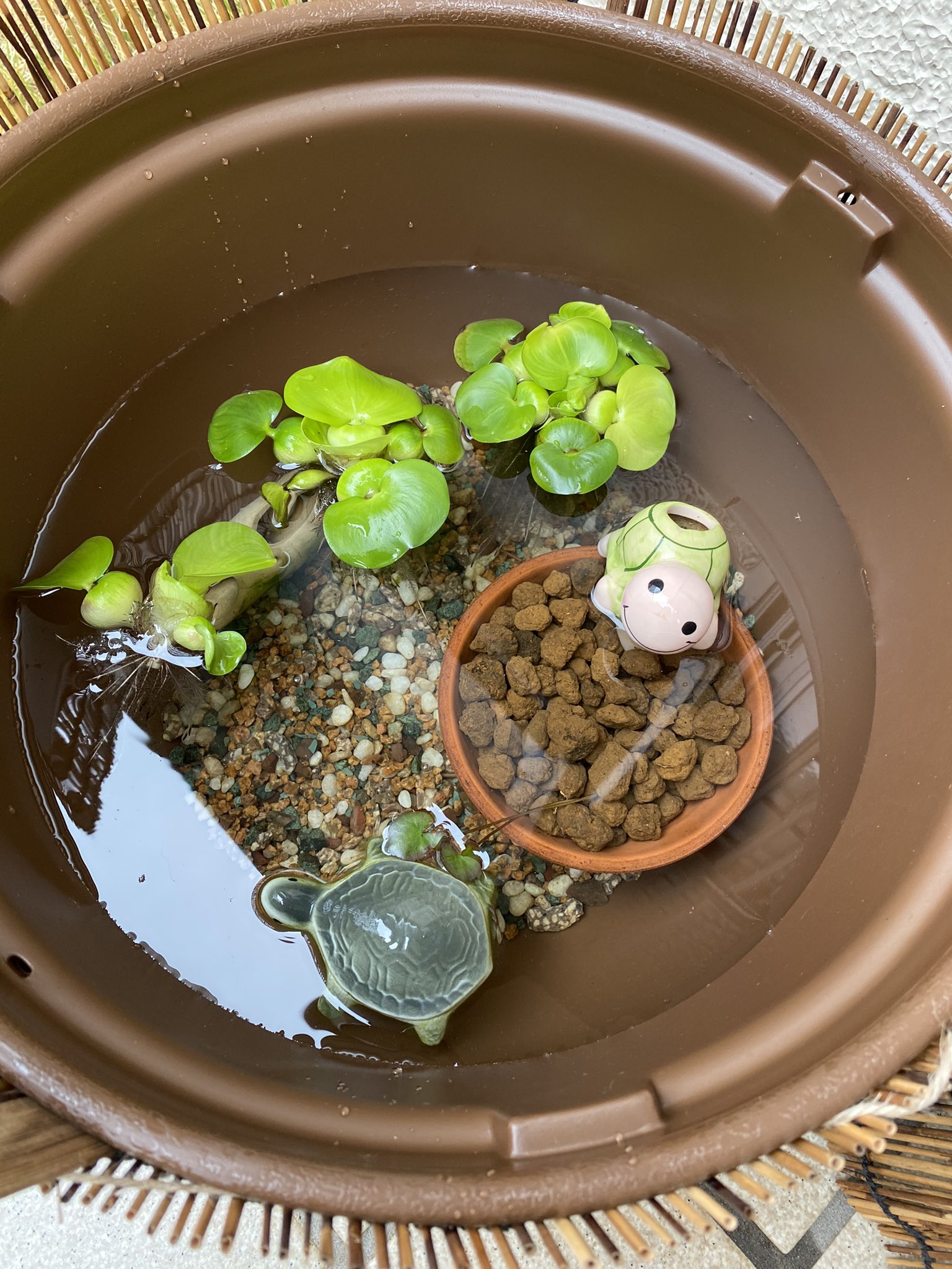 しば この後 1時間もしたらブラックメダカが優雅に泳ぎ出しました 池にいる時も 陶器の睡蓮鉢にいた時も臆病で人の影が見えるとすぐに物陰に隠れる幻のメダカだったのに 今はさほど人を怖がりません この茶色が落ち着くのだろうか T Co