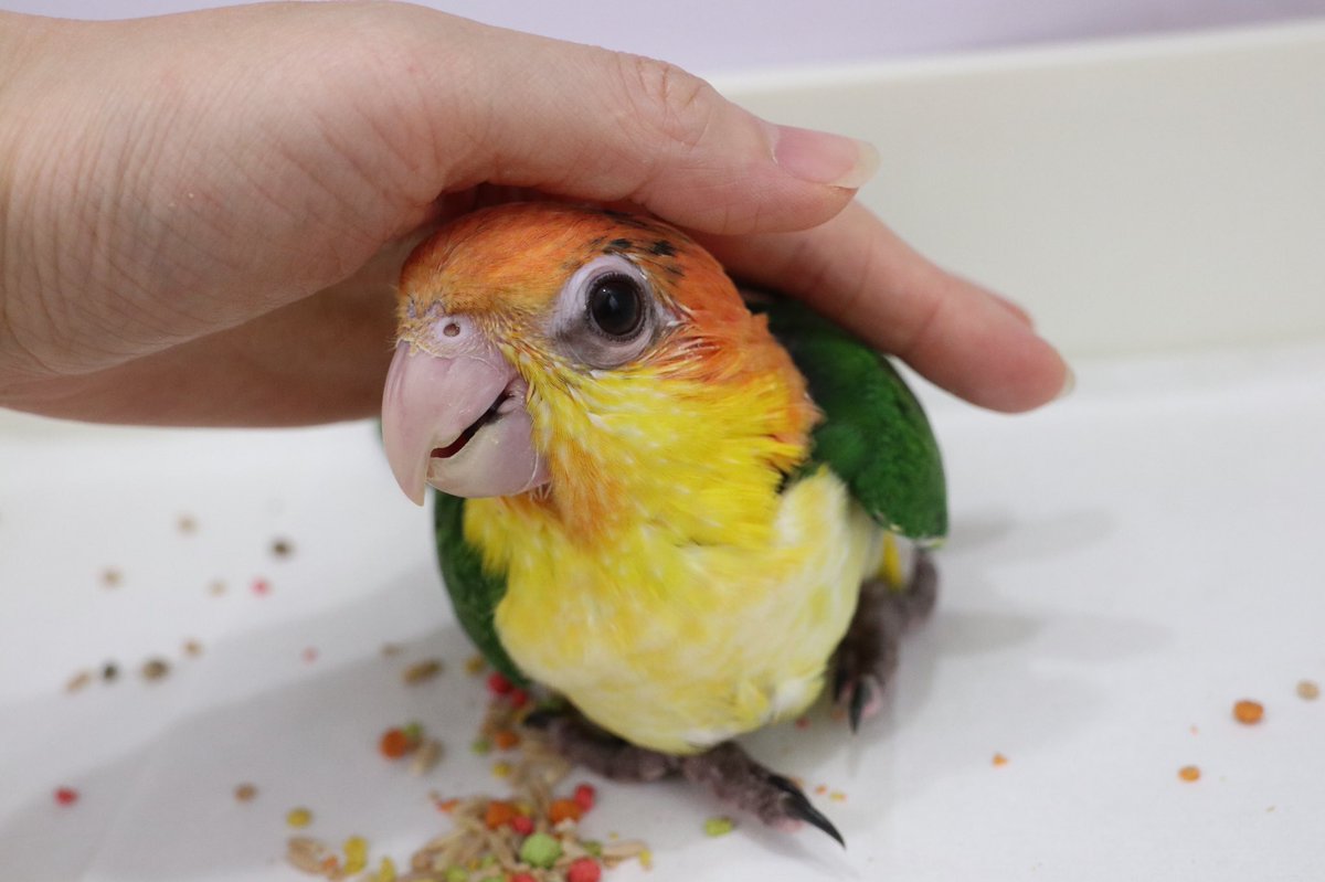 シロハラインコ雛