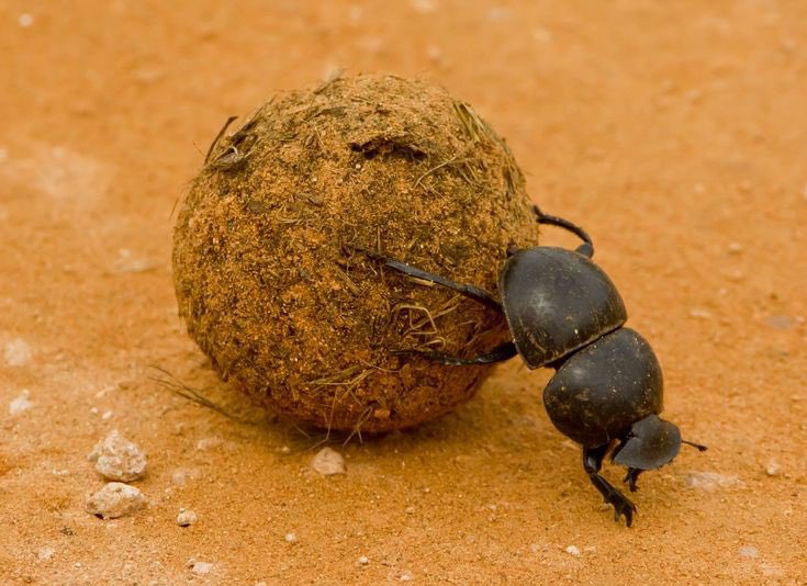 Anoplotrupes stercorosus. Жук землерой. Паразитом является жук навозник вошь. Жук геотруп. Паразитом является жук навозник вошь.